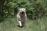 GOLDEN RETRIEVER 1163